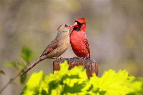 dating birds